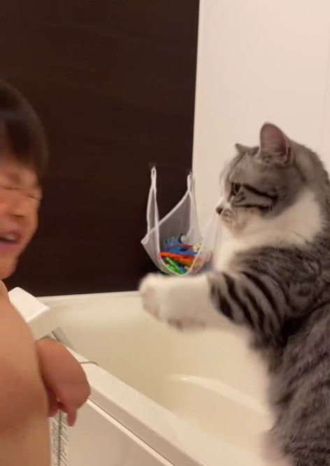 子どもにパンチをしている猫