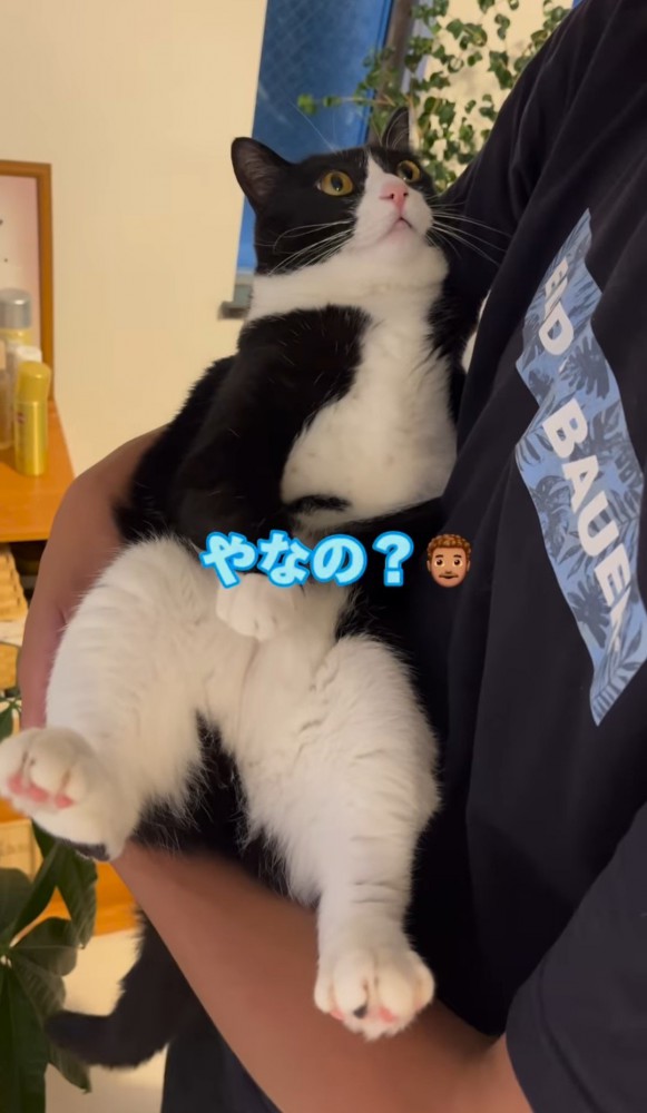 男性に抱っこされる猫「やなの？」の文字