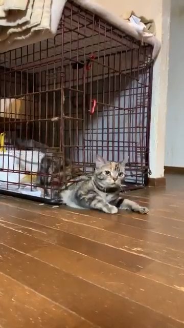 上半身が出てきた猫