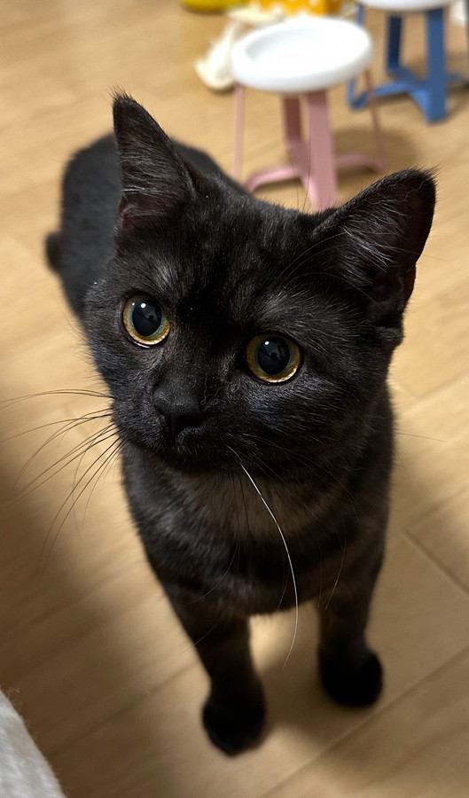 上目遣いでカメラを見つめる黒猫の顔アップ