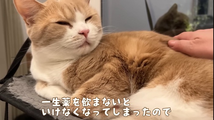 なでられる猫