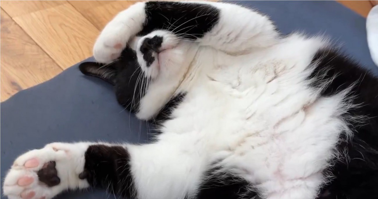 独特な寝姿の猫