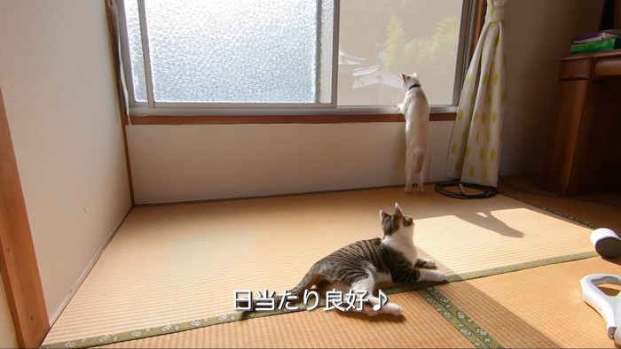 テロップ「日当たり良好」