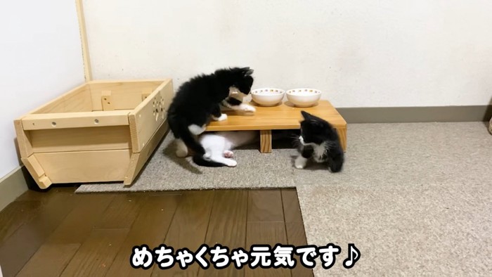 テロップ「めちゃくちゃ元気です」