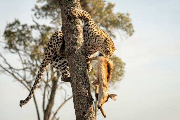 木の上に獲物を運ぶヒョウ