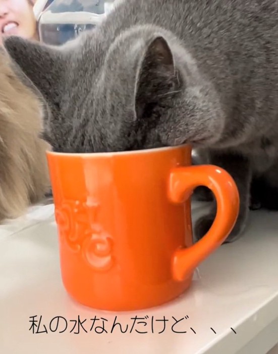 飼い主さんの水を飲むルタくん