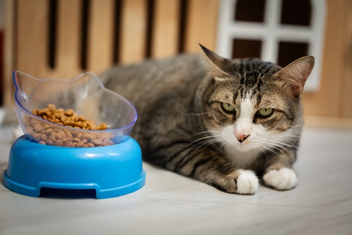 ごはんを残した猫