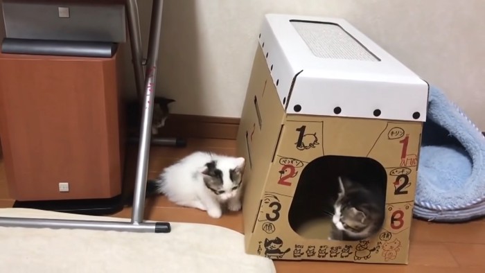 キャットハウスの中にいる子猫