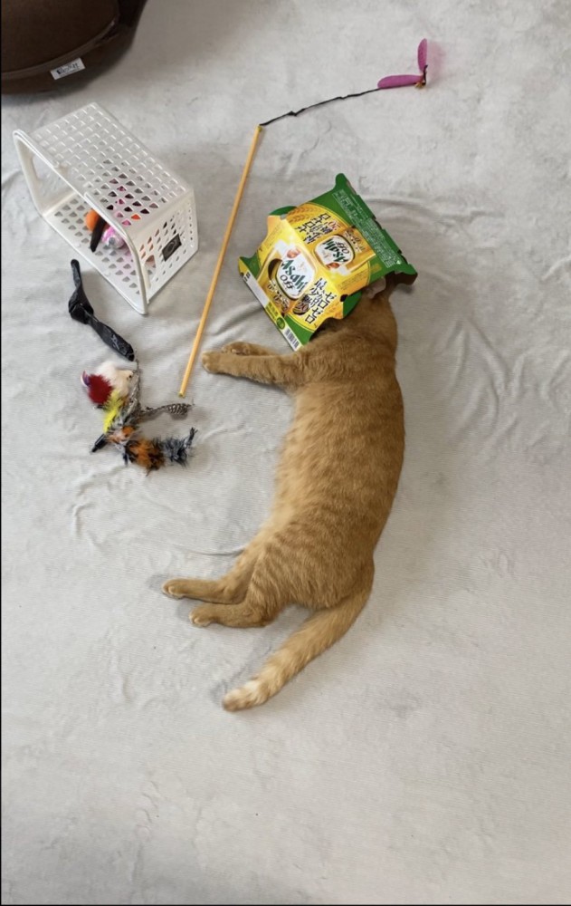 猫が箱に頭を入れて眠っている