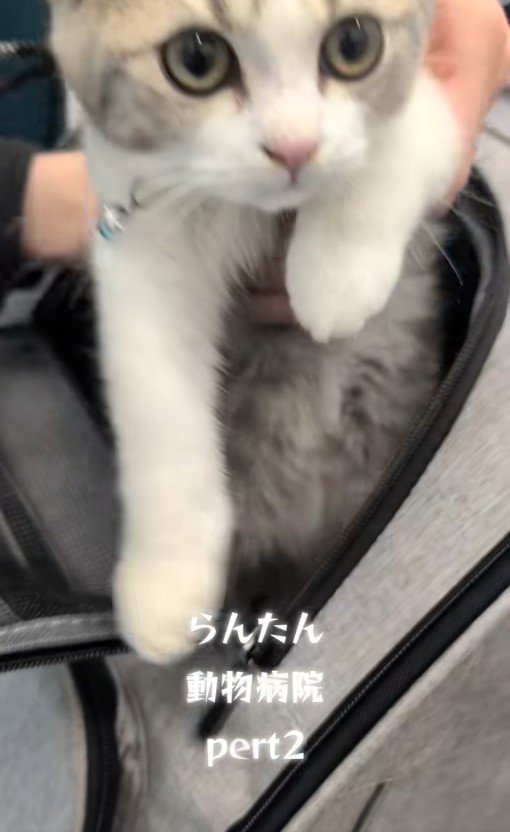 人に抱かれている子猫