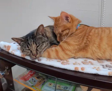 麦わら猫の背中に頭を乗せる茶トラ猫