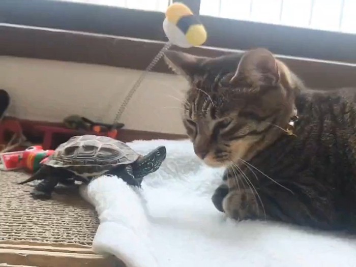 亀と猫