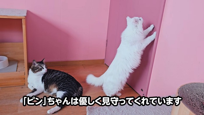 立ち上がる猫を見る猫