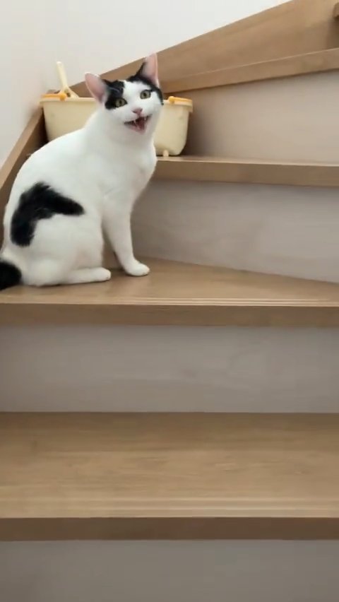 大きな口を開ける猫