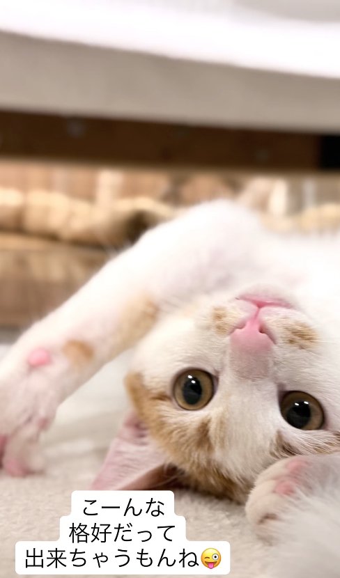 ひっくり返っている猫の顔アップ