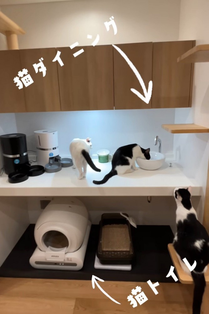 猫トイレの近くにいる猫たち