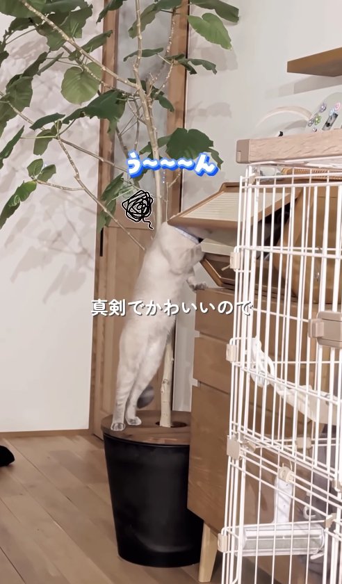 土カバーの上に立って棚を物色する猫「う〜〜〜ん」