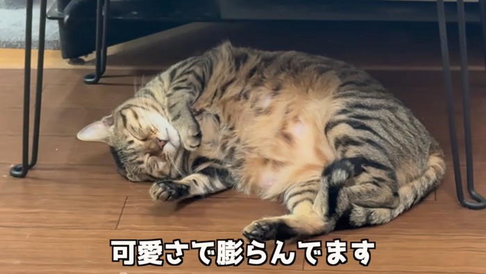 寝ている子猫