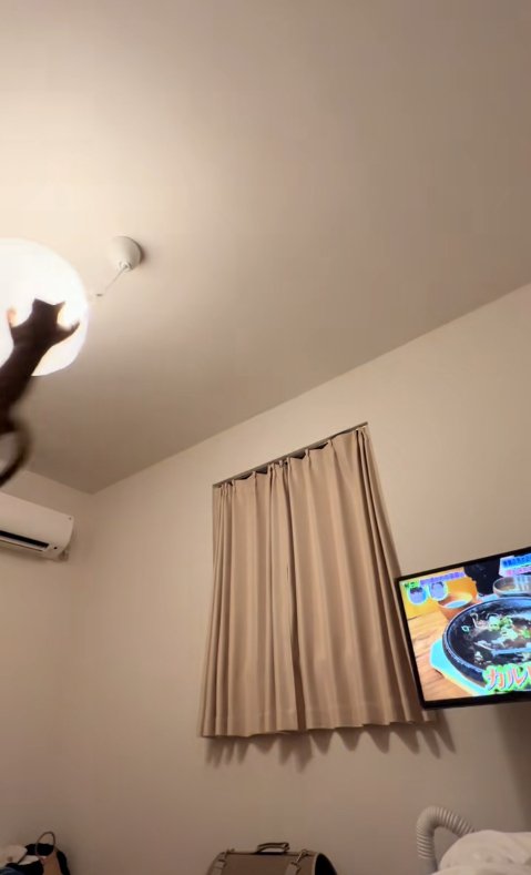 ライトにしがみつく猫