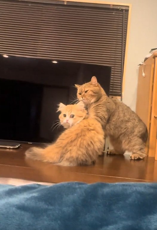 振り返る猫