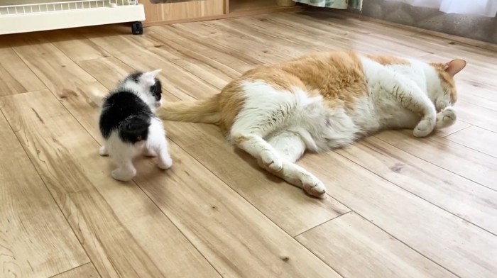 子猫と寝転がっている先住猫