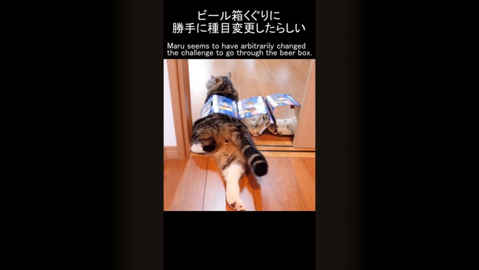 箱を着た猫