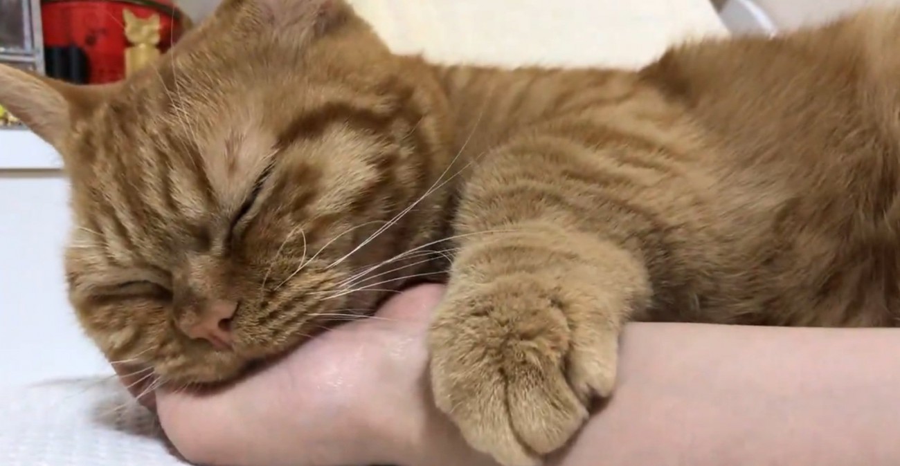 腕を掴む猫