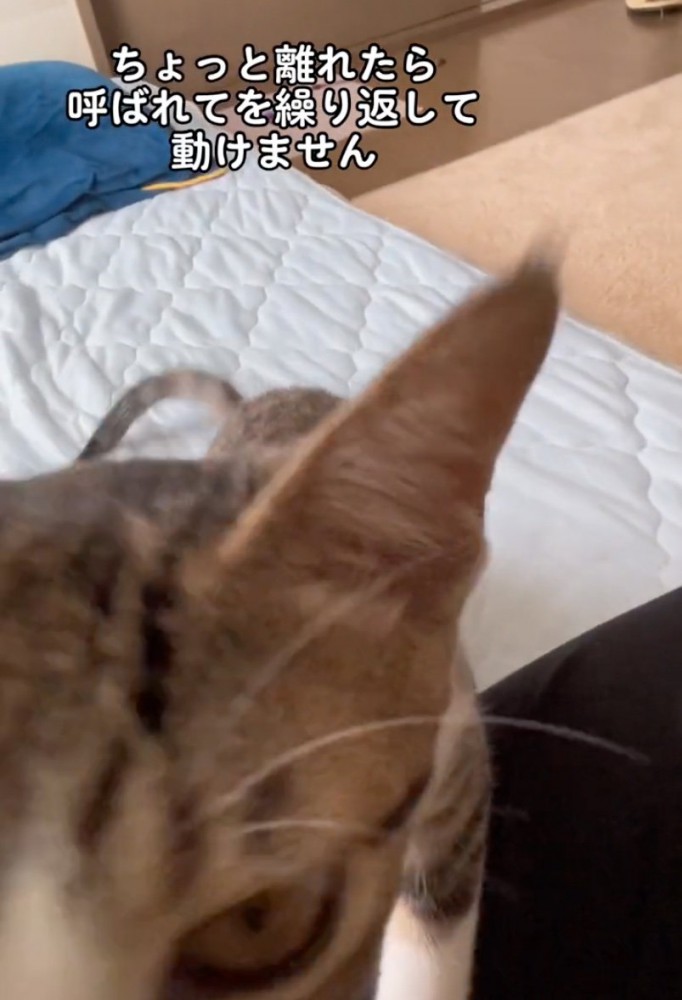 膝の上に乗る猫