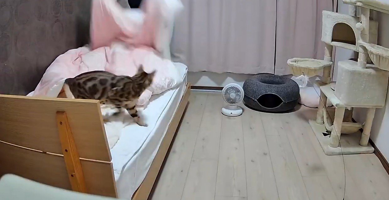 飼い主が持っている布団を見つめる猫