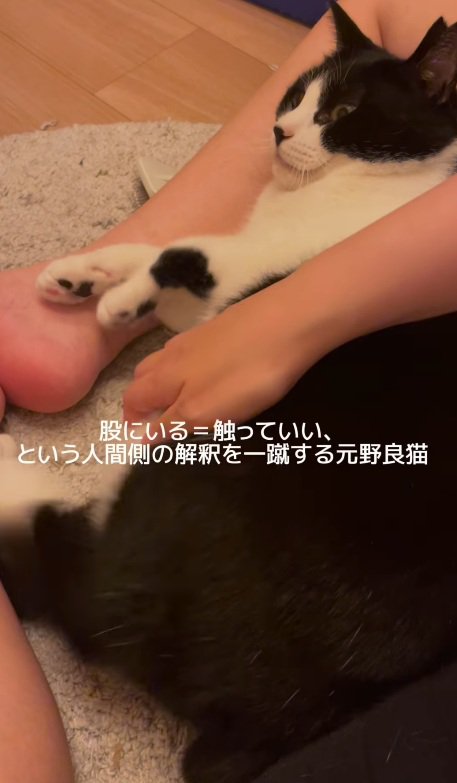 足を上げる猫