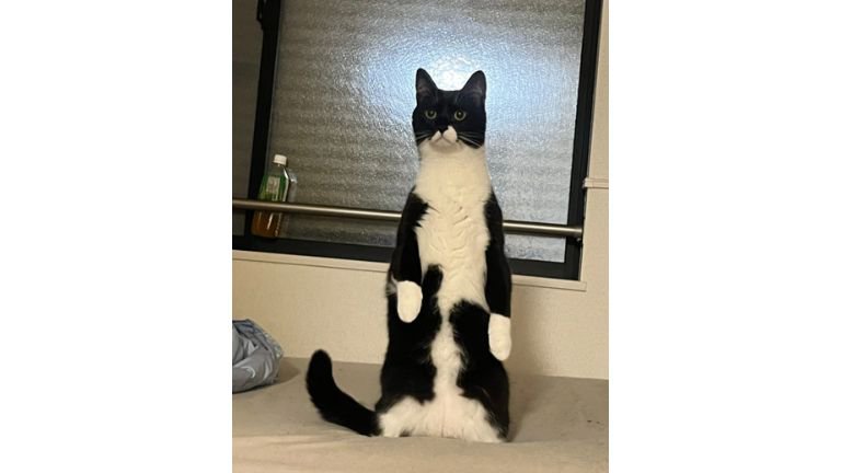ベッドの上の猫