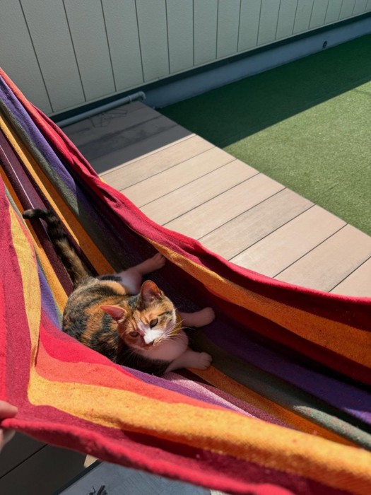 ハンモックの上の猫