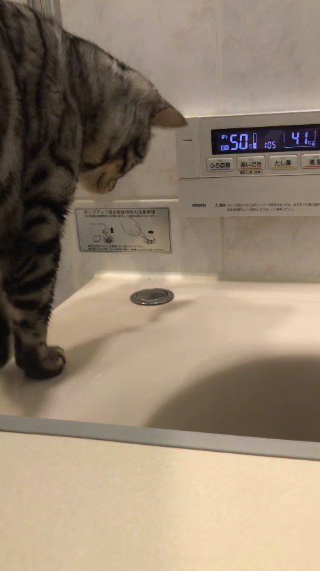 お風呂の排水栓を見つめる猫