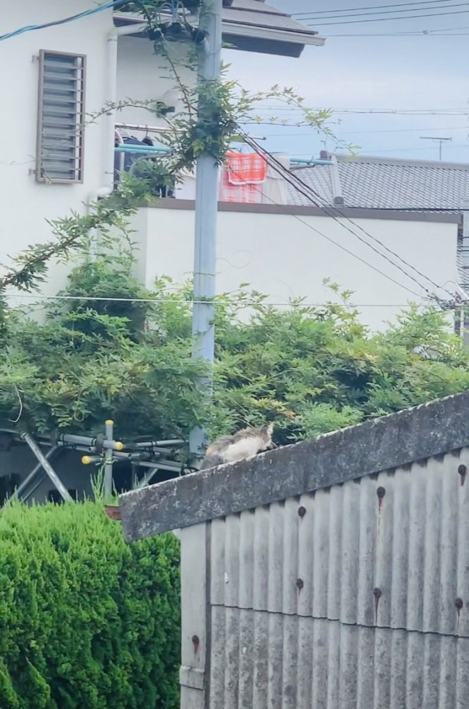 屋根の上で鳴き叫ぶ子猫