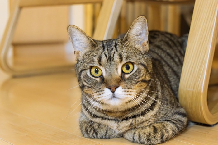 香箱座りのキジトラ