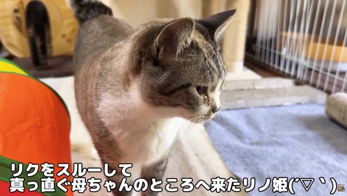 リノちゃんの紹介写真