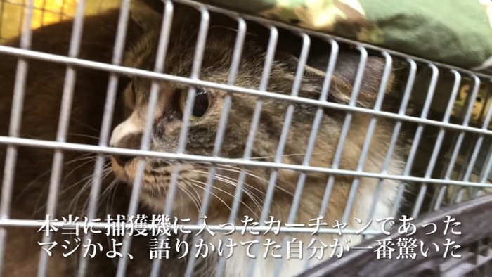 捕獲機に入った猫