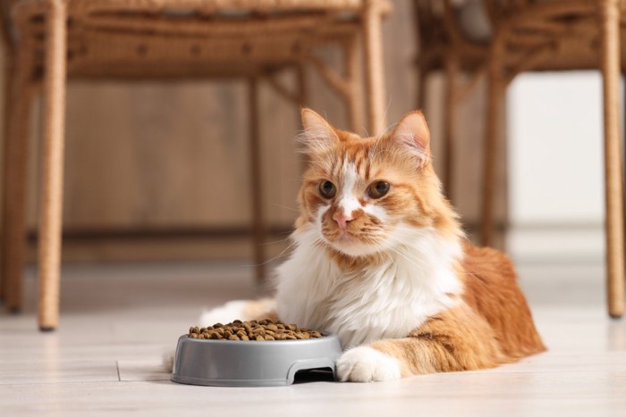 床に寝そべる猫とキャットフード