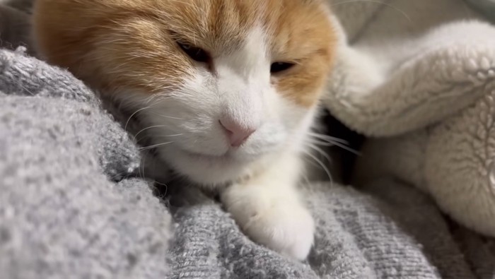 腕枕で寝るミケ