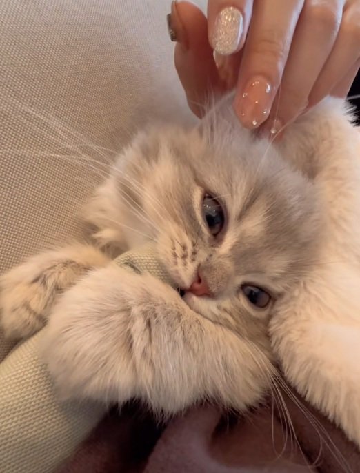 クッションの角をかじっている子猫