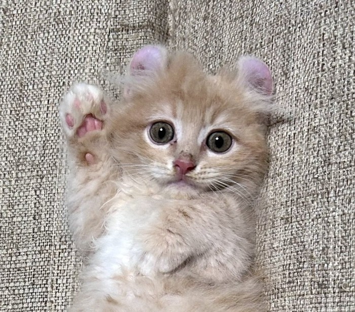 右手をあげている子猫
