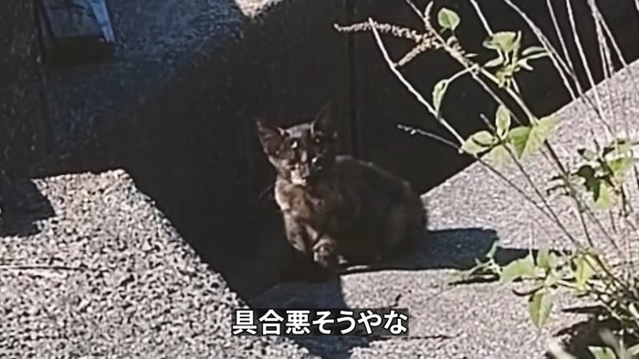 座っている子猫
