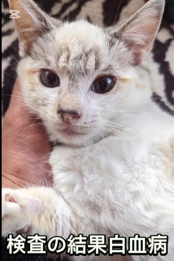 頭をなでられる猫の顔