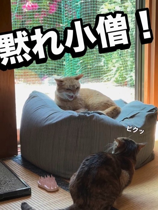 威嚇する猫