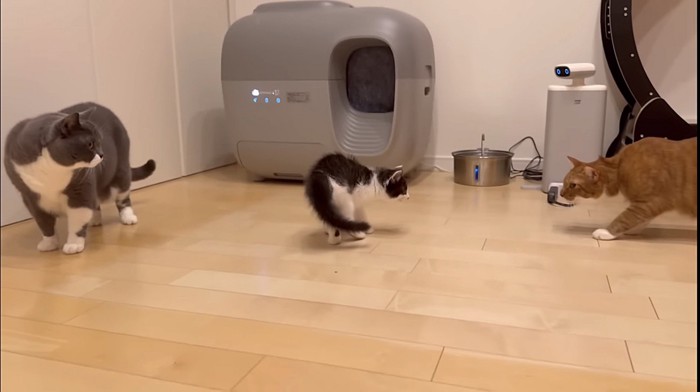 子猫の周りに集まる先住猫2匹