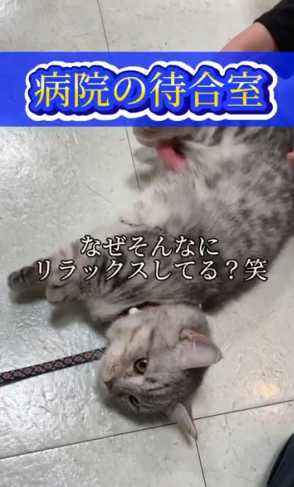 床で横になるリードを付けている猫
