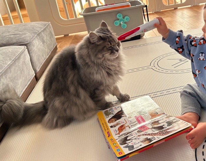 猫をタッチする男の子