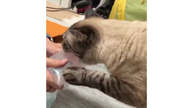 猫とエア梱包材