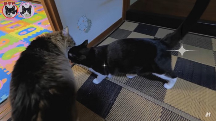 さくら「元気だった?」