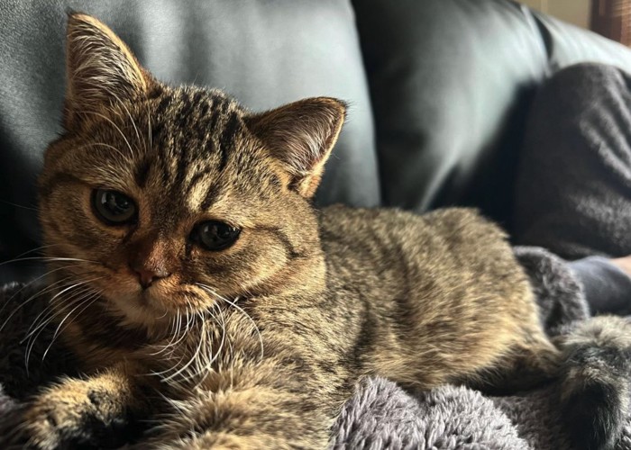 毛布の上で伏せをしている子猫